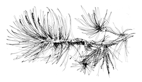 2017 12 20 igielki BN 2017